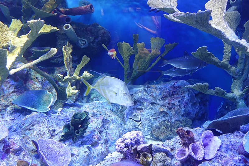 サンシャイン水族館