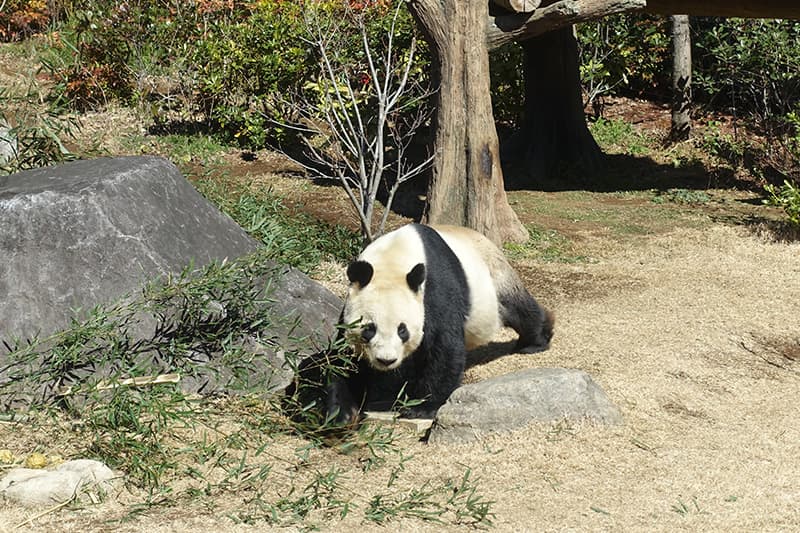 上野動物園
