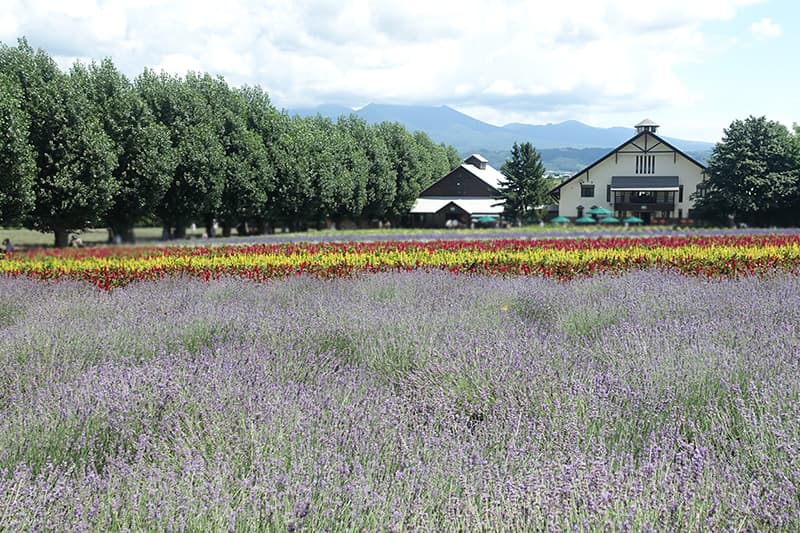 富良野